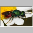 Hedychrum gerstaeckeri - Goldwespe m001b 6mm - Sandgrube Niedringhaussee-det.jpg